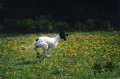 Pedigree PETITE BULLE DE LA DEMI-BRUME Pedigree PETITE BULLE DE LA DEMI-BRUME